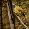 Medosavka sedokorunkata - Lichenostomus leucotis - White-eared honeyeater 6796